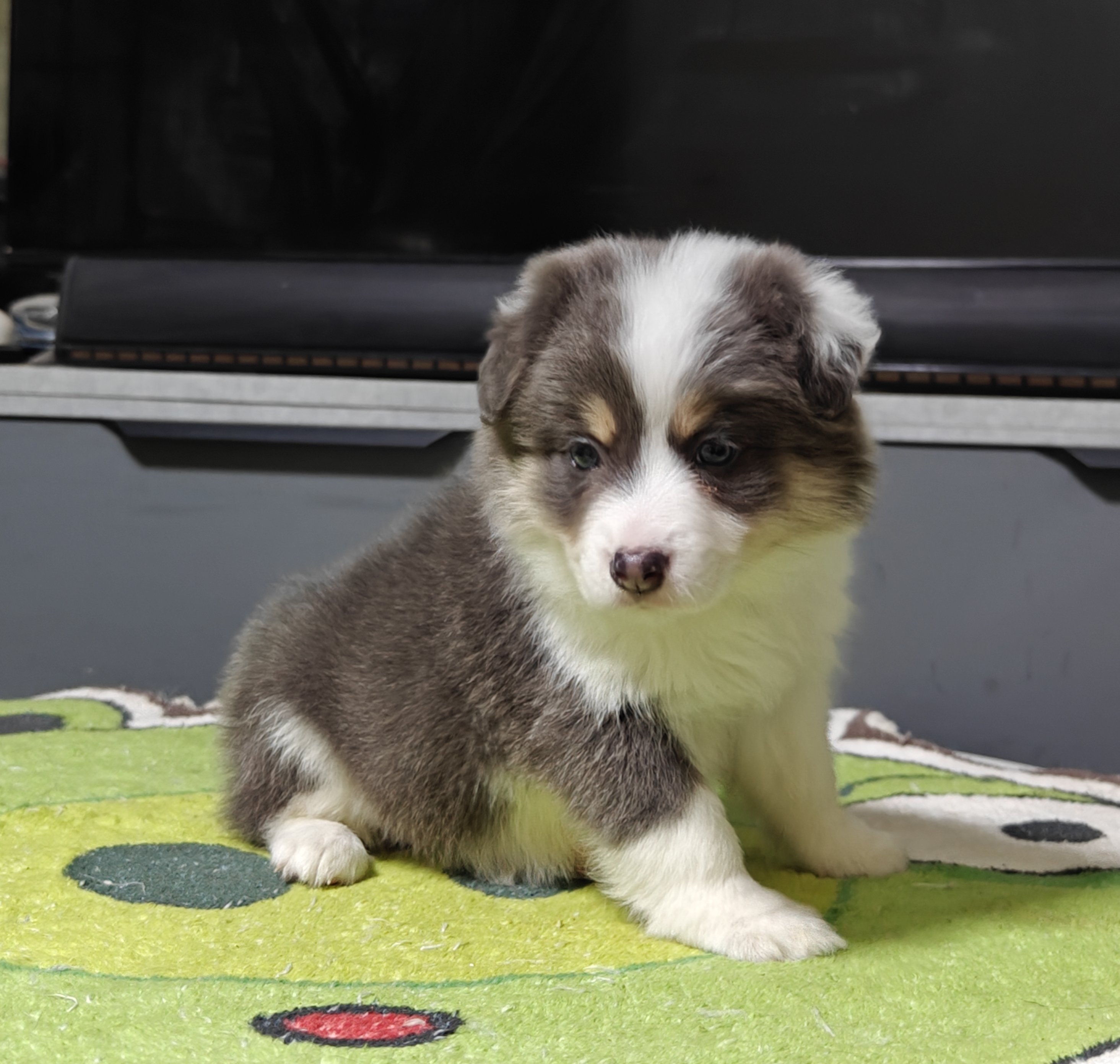 稀有蓝白三色边牧妹妹